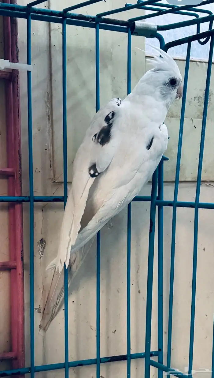 ذكور كروان 0