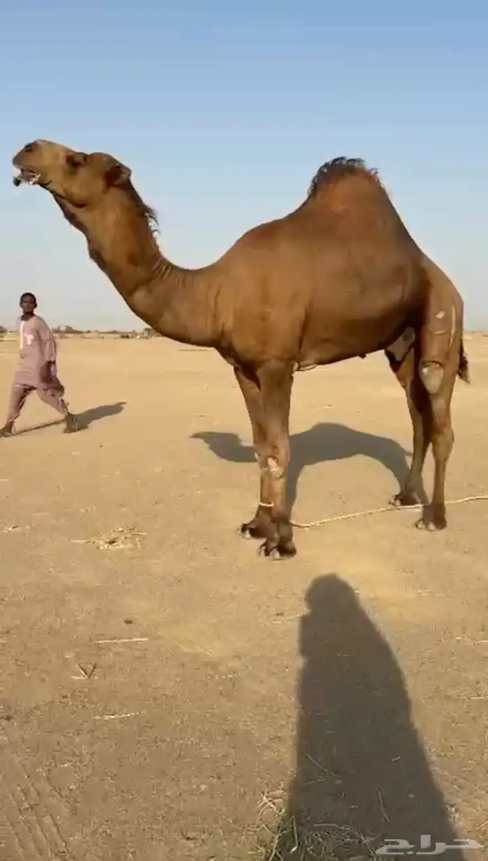بعيرساحلي  مشروطه 0