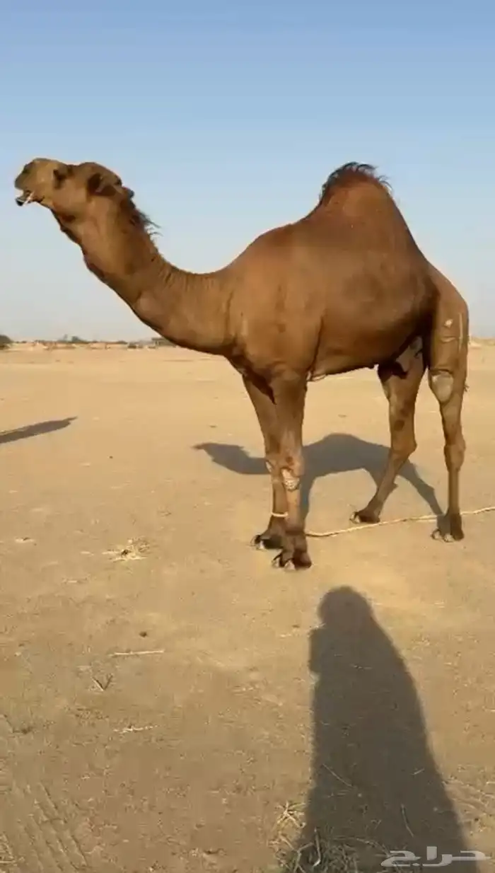 بعيرساحلي  مشروطه 1