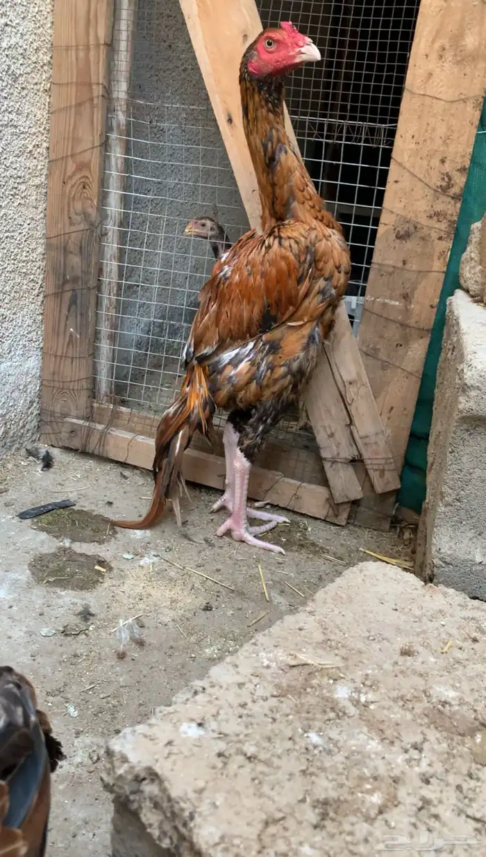 ديك سندي توب 0
