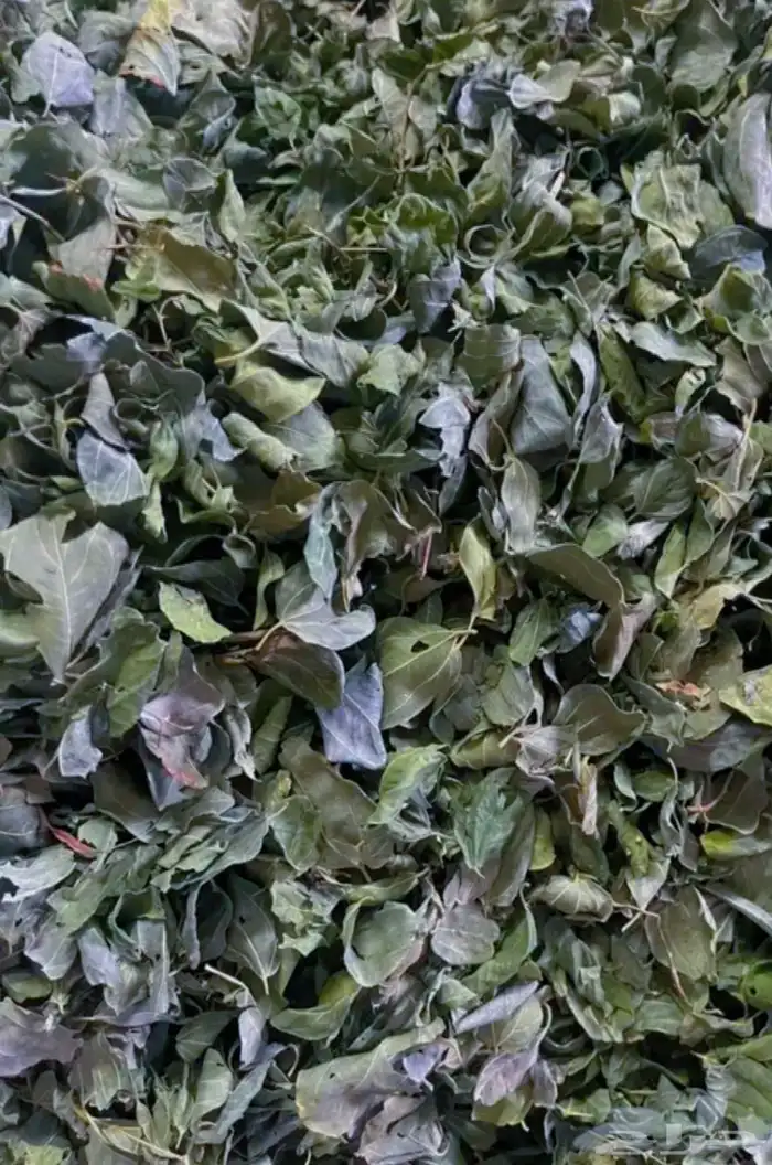 حناء وسدر عضوي 2