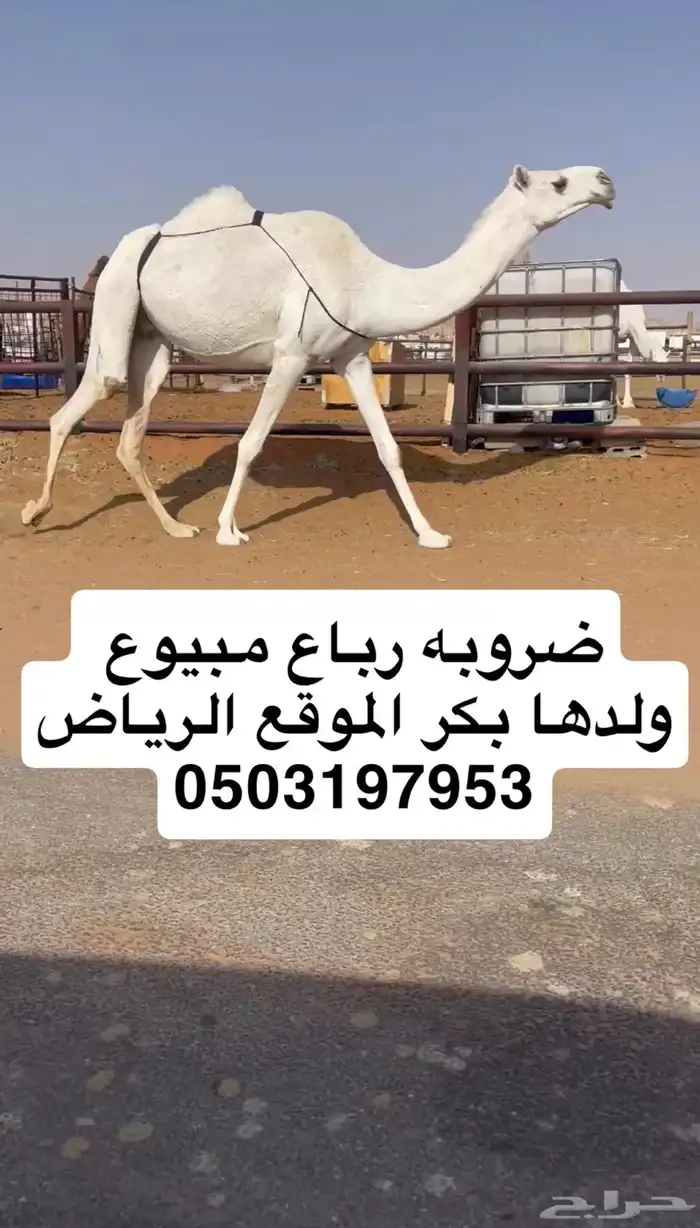 ضروبه رباع مبيوع ولدها عظمها طويل 0