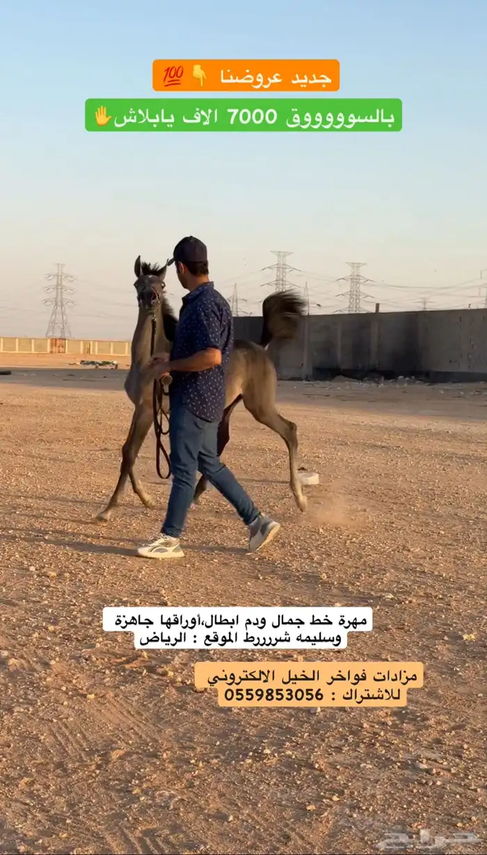 مهرة خط جمال 0