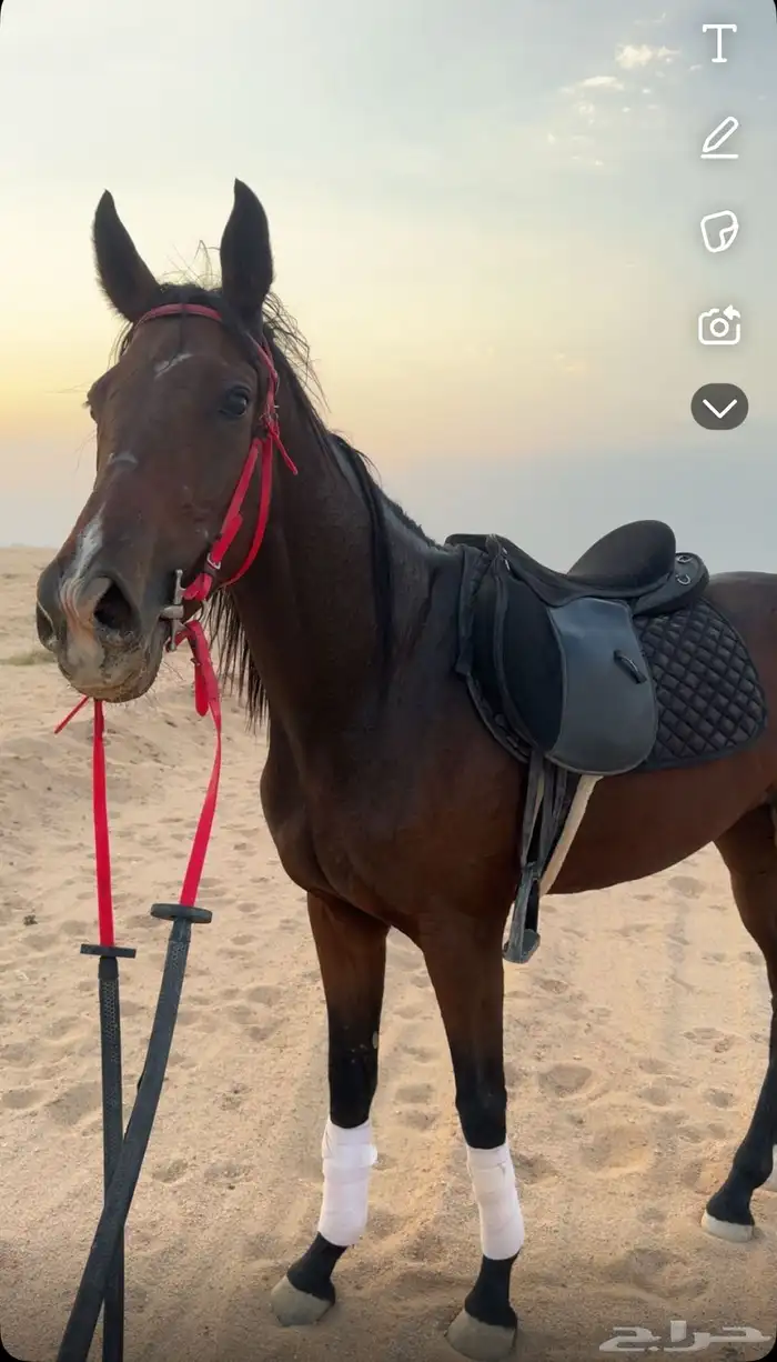 فرس 2