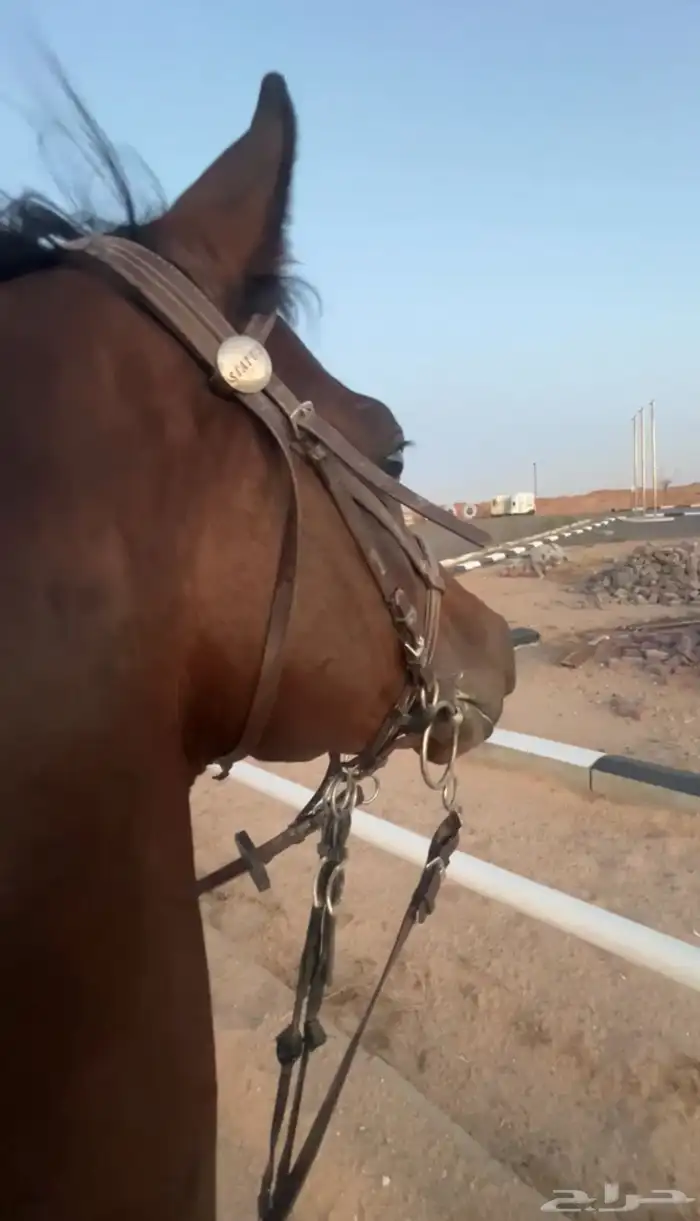 حصان للبيع 3