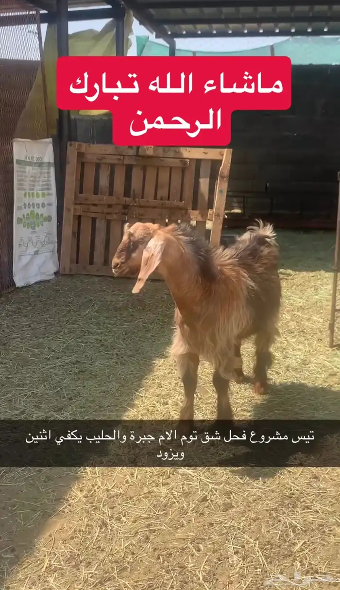 تيس ذبيحة ويصلح فحل 0