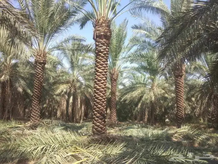 نخل عربي سرو ايطالي 0