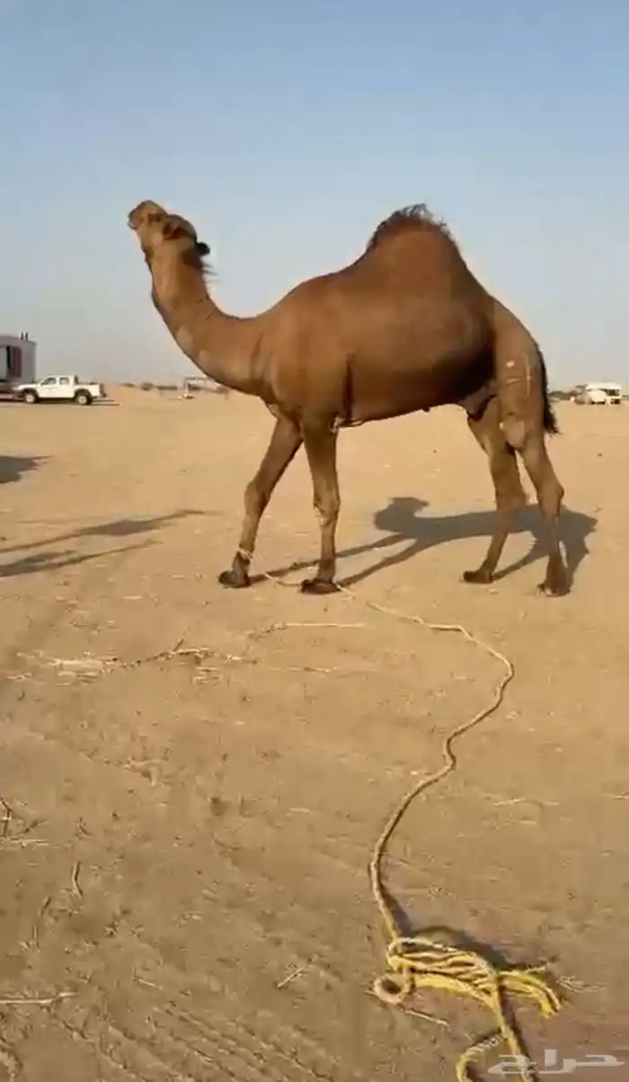 بعيرساحلي  مشروطه 2