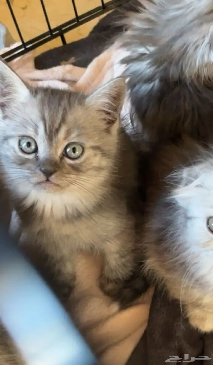 قط سكوتش ستريت للبيع 0