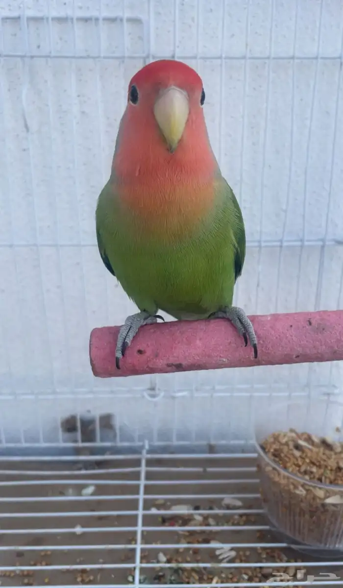 ببغاء روز 0