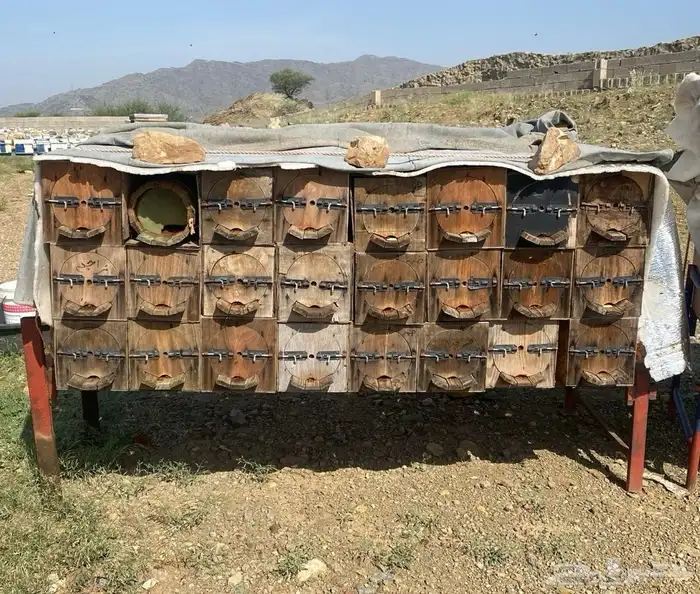 نحل بلدي للبيع 0