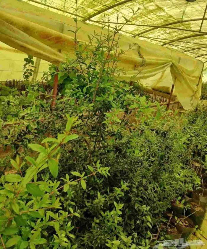 شتل تين وزيتون ورمان وعنب درجة اولى 2