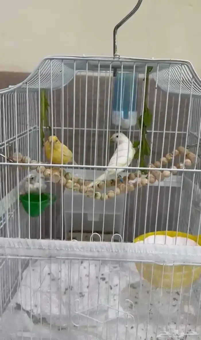 جوز كناري منتج 0