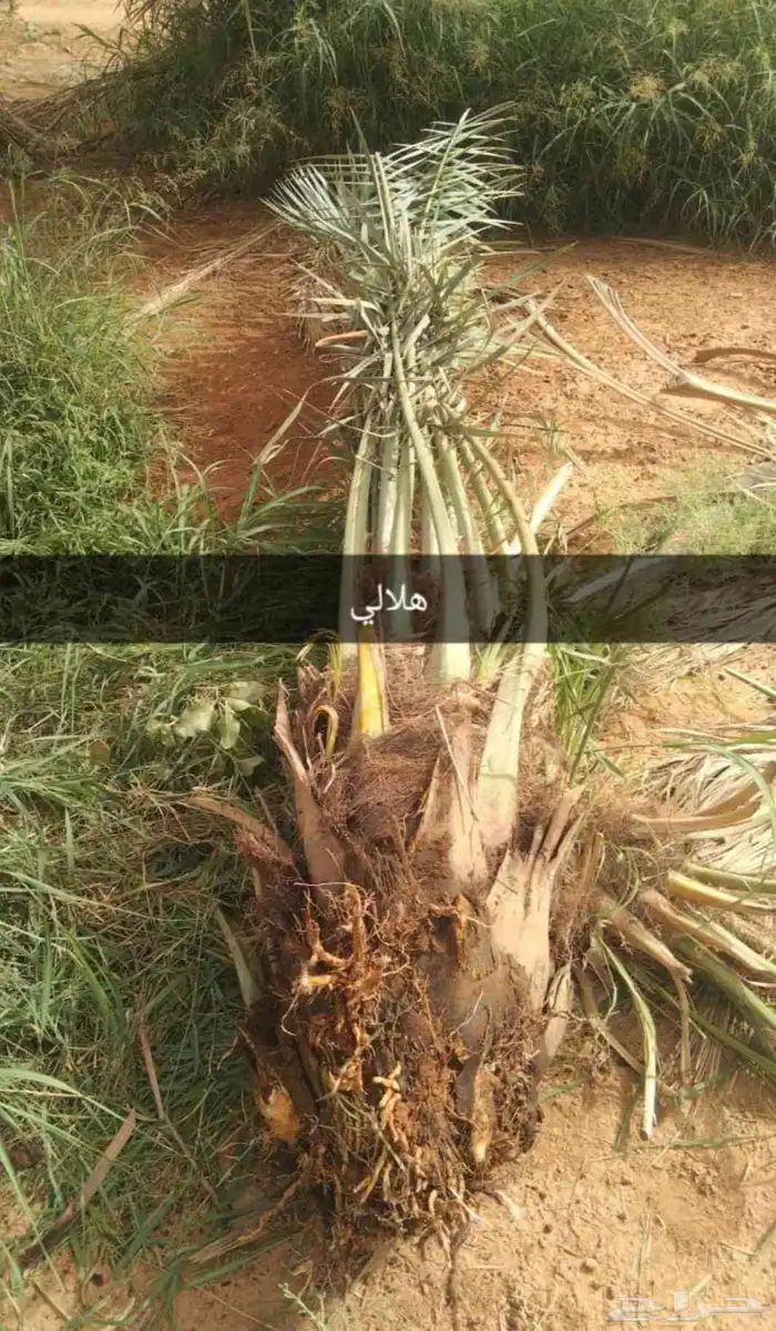 يوجد لدينا جميع انواع النخيل والتوصيل الا جميع أنحاء المملكة 2