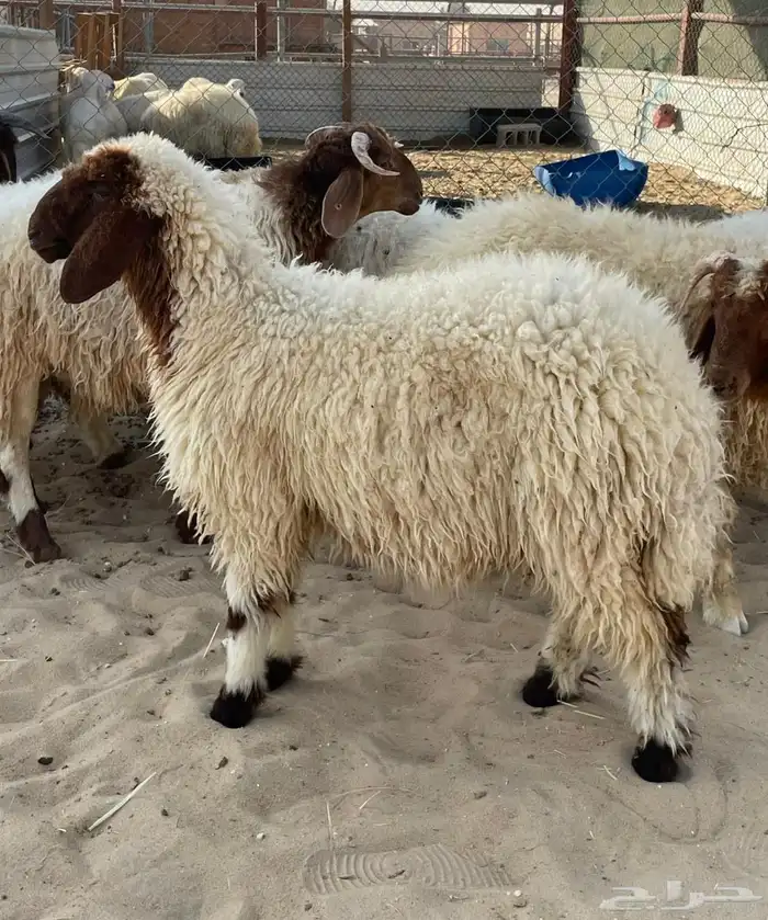 ذبايح نعيمي وحري تمارا 4