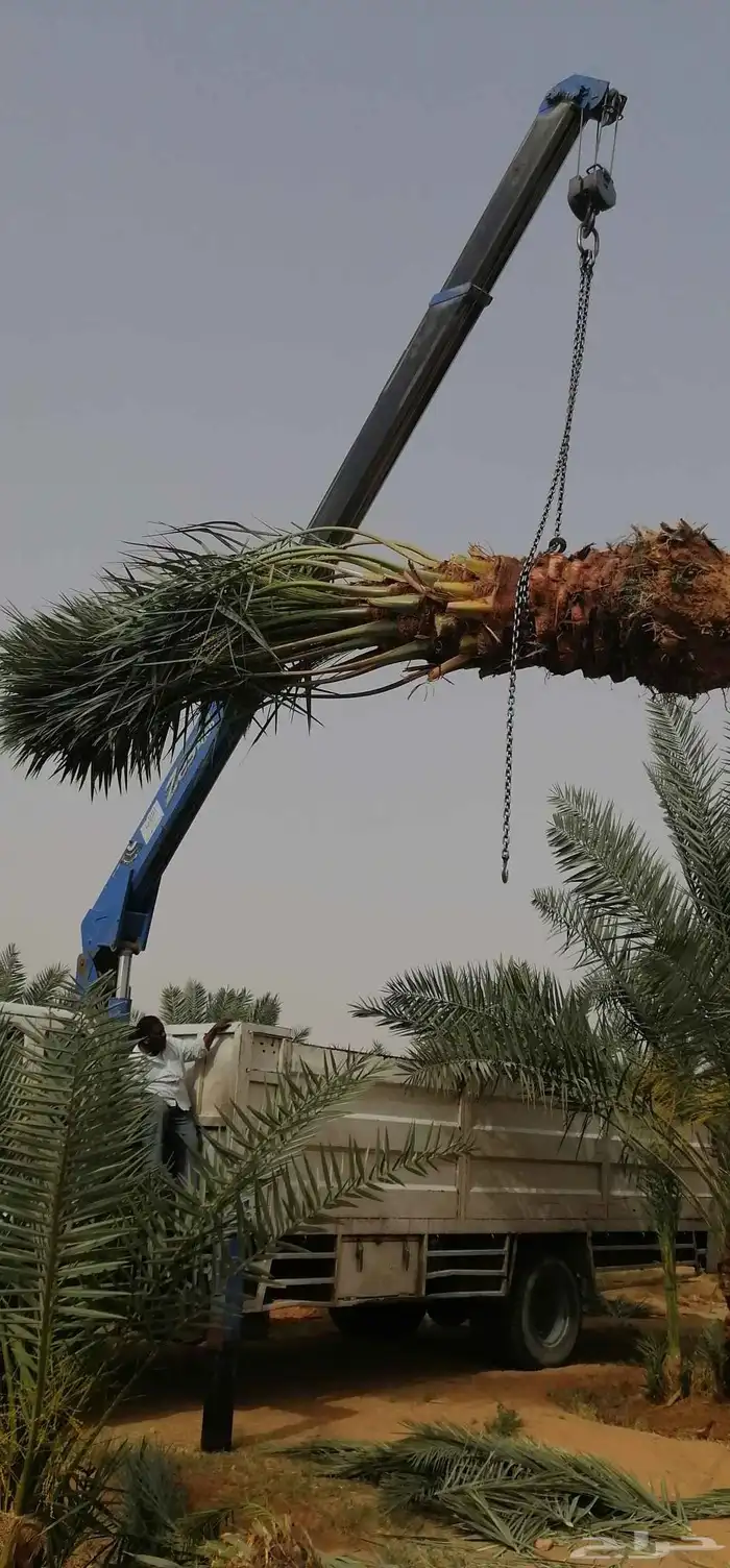 نخيل مثمر نخل للبيع منوع 8