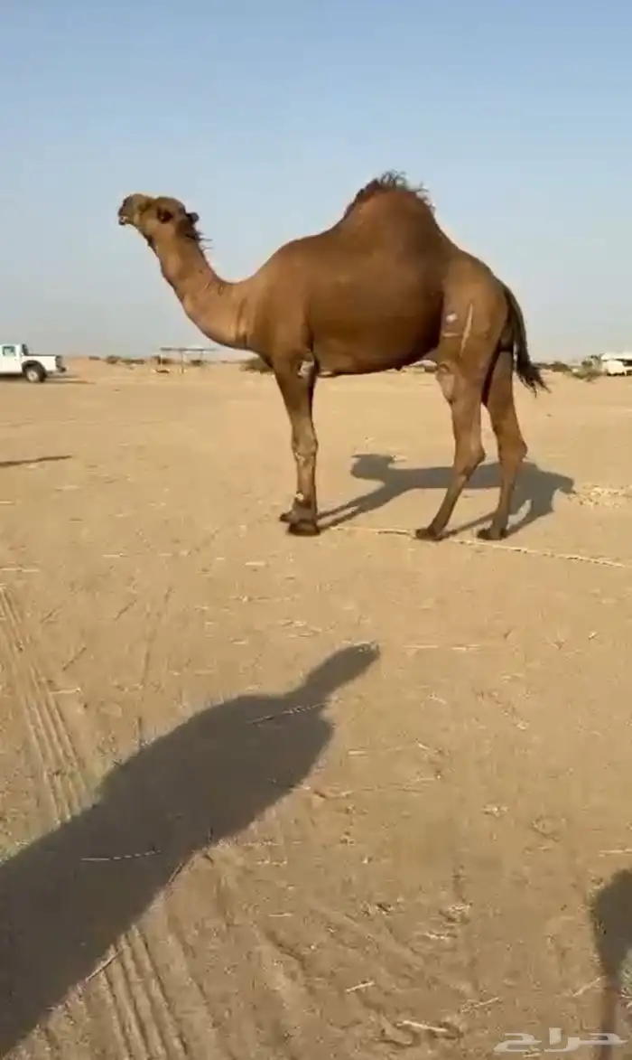 بعيرساحلي  مشروطه 4
