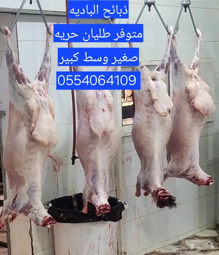 طلي ذبيحه 0
