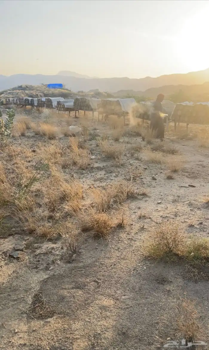 عسل جبلي صافي جديد من منحلي شخصيا 2