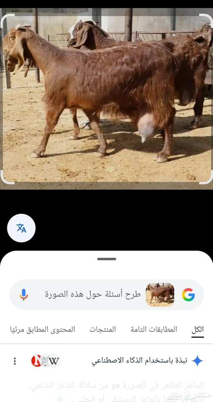 ماعز قبرصي 4