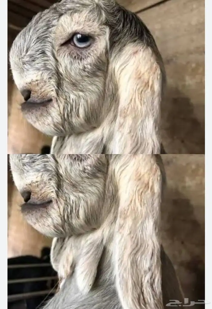 ماعز قبرصي 0