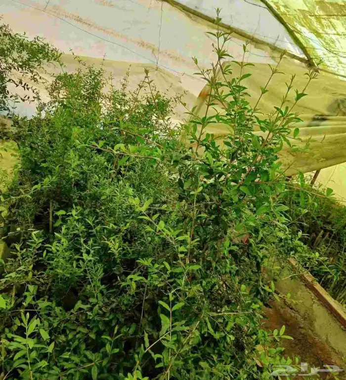 شتل تين وزيتون ورمان وعنب درجة اولى 3