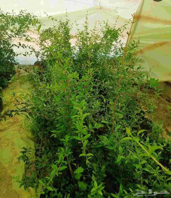 شتل تين وزيتون ورمان وعنب درجة اولى 4