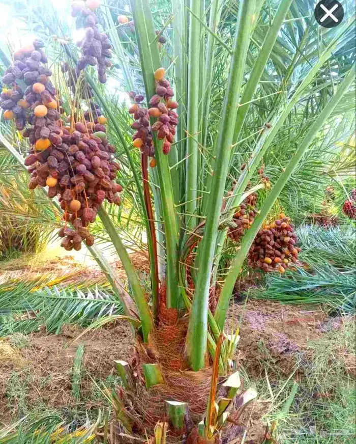 نخل مثمر للبيع نخل واشنطني زينه أمريكي نقايل صقعي برحي وغيره 9