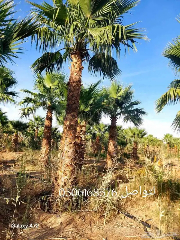 شبوك للتواصل 1