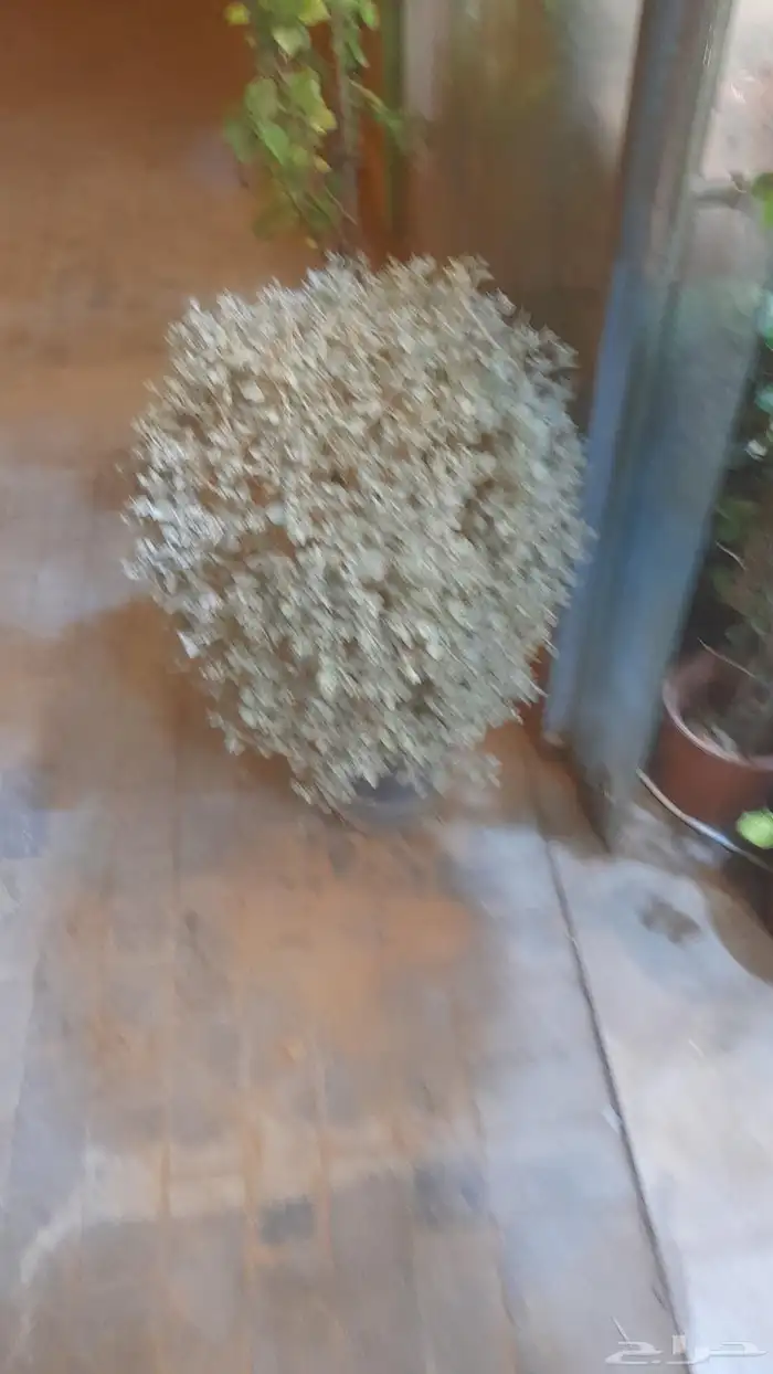 منسق حديق وتركيب جميع شبكات الري العادي والاتمتك 8