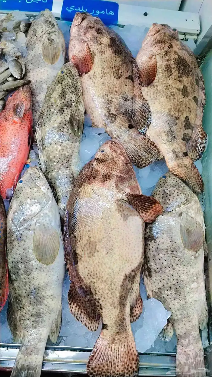 سمك طازج للبيع 2