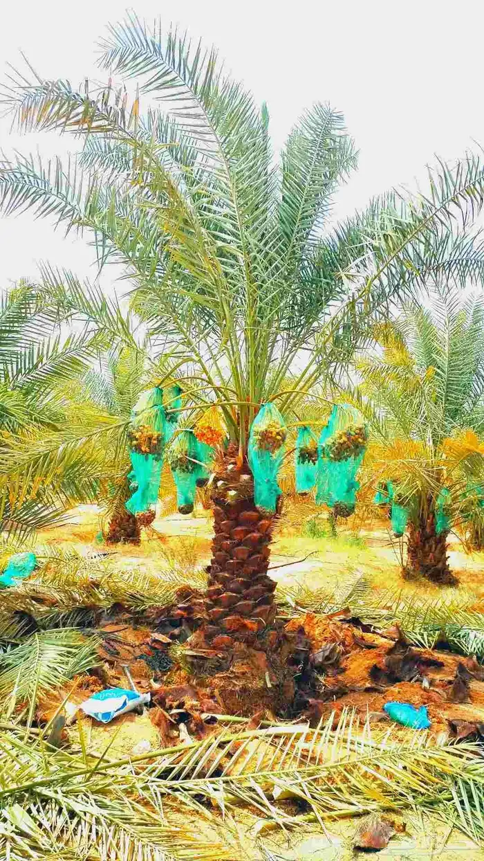 نخل مثمر للبيع نخل واشنطني زينه أمريكي نقايل صقعي برحي وغيره 0