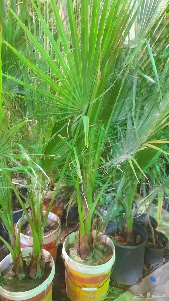 منسق حديق وتركيب جميع شبكات الري العادي والاتمتك 7