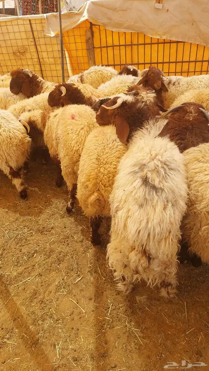 غنم نعيمي بلدي وحريات 0