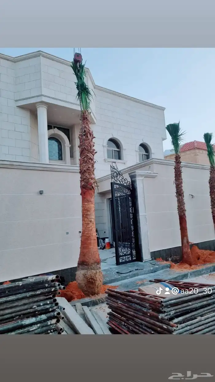 يوجد نخل عربي وواشنطني جميع المقاسات 0