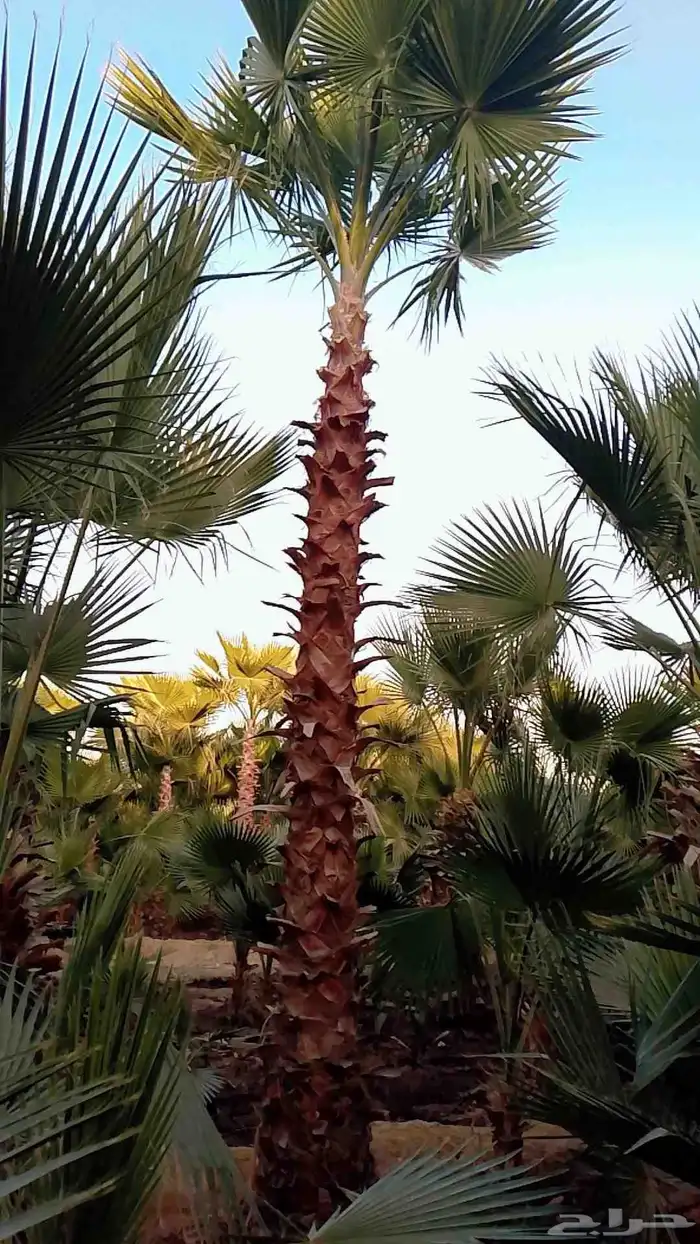 نخيل واشنطني زينه 1