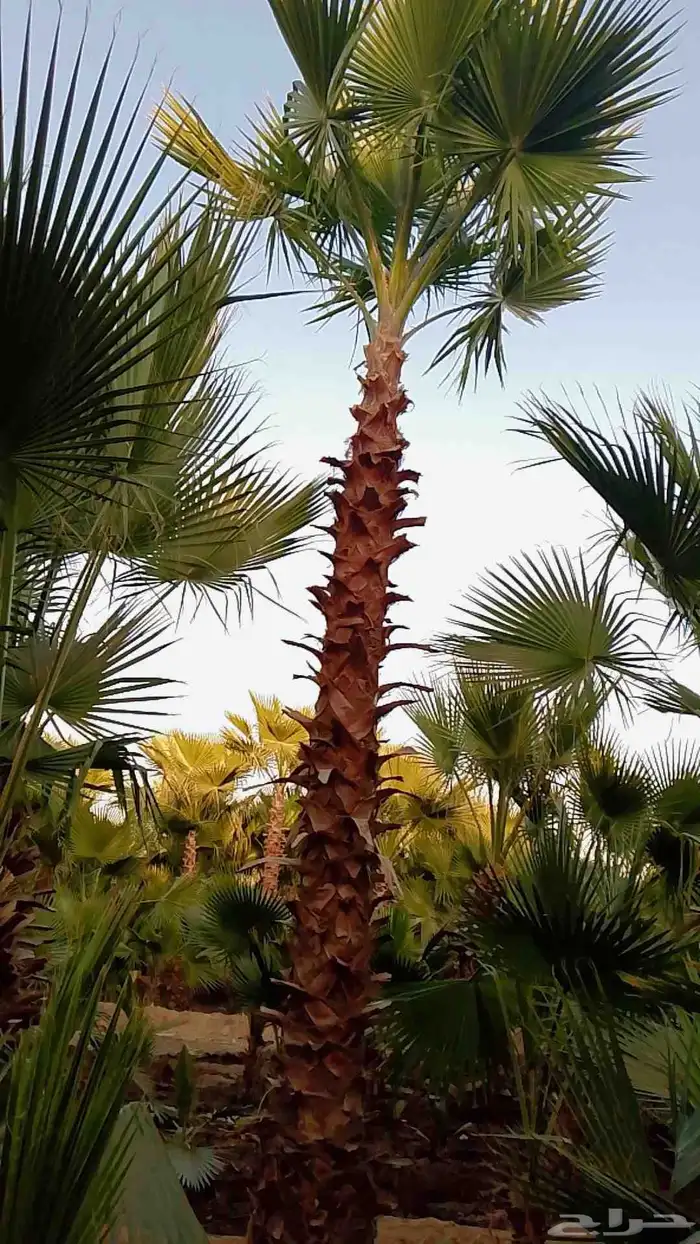 نخيل واشنطني زينه 2