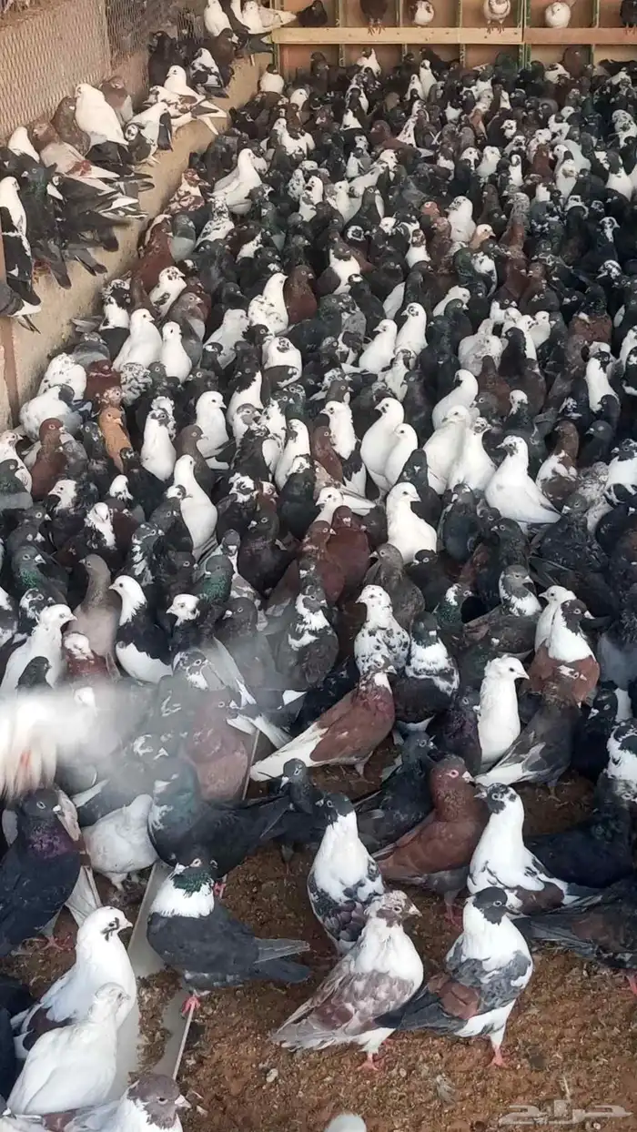 حمام مشكل متبقي. 2600 جوز سعر الجوز 13 ريال 2