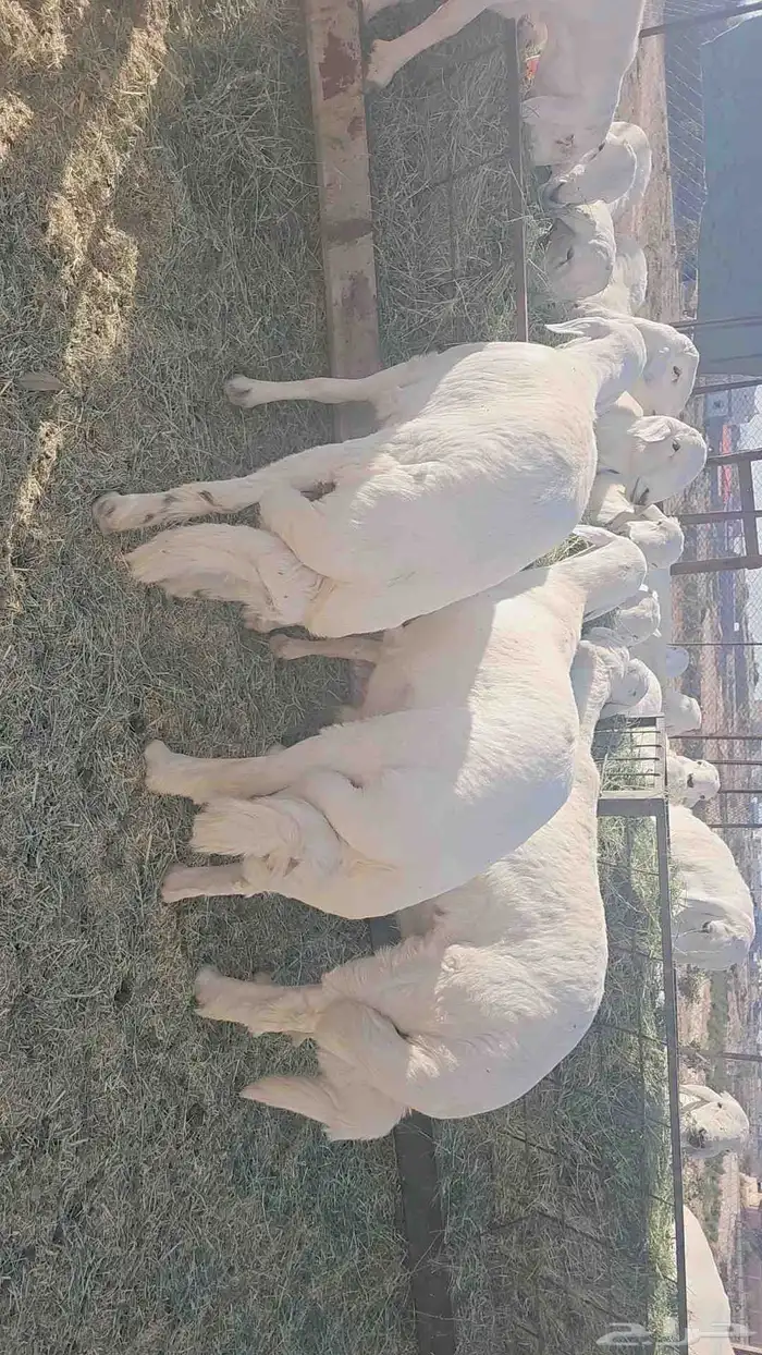 خرفان فل شحم للبيع 2