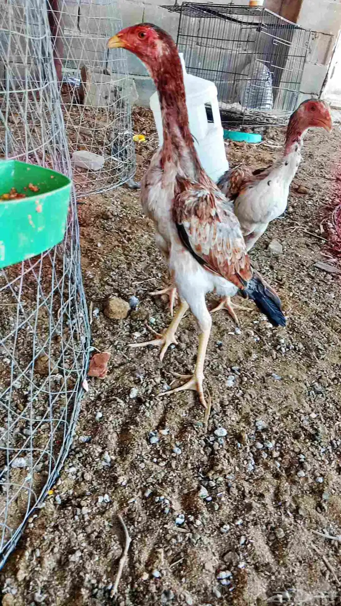 سلام عليكم عرض لك طقم شامو ياباني عمر تقريبا ديك 6 شهر دجاج 0