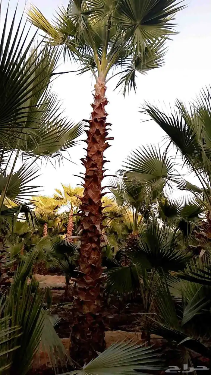 نخيل واشنطني زينه 4