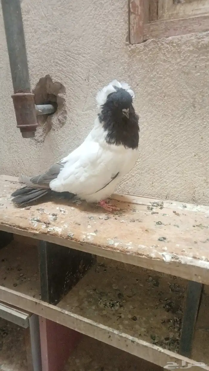 للبيع ذكر سوداني توب 0