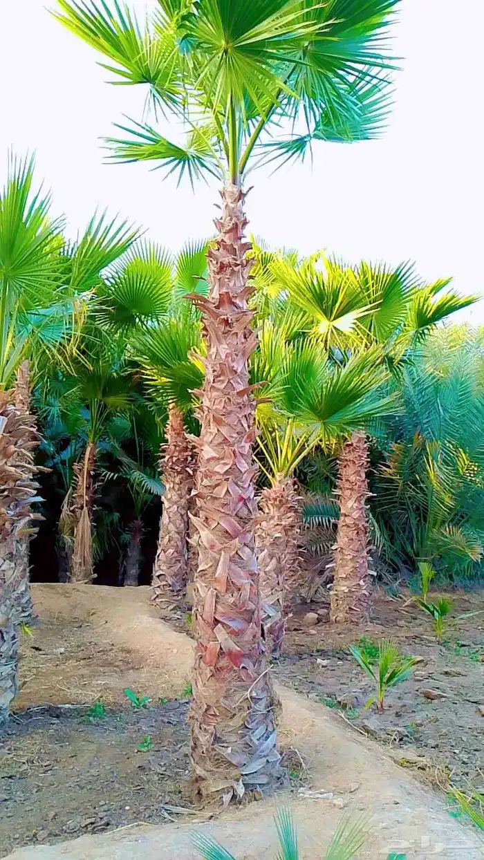 نخيل واشنطني زينه 5