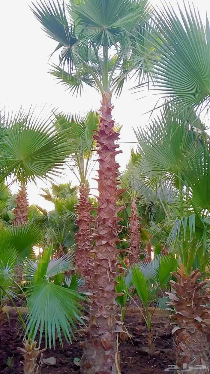 نخيل واشنطني زينه 3