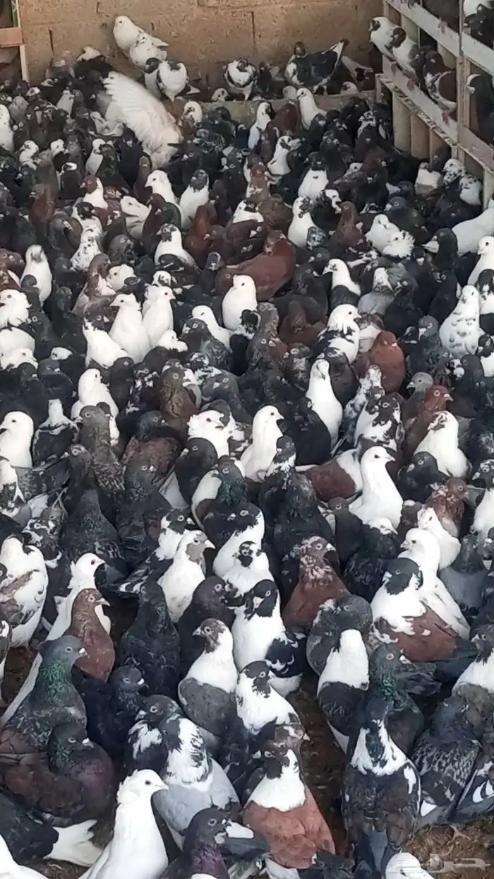 حمام مشكل متبقي. 2600 جوز سعر الجوز 13 ريال 0
