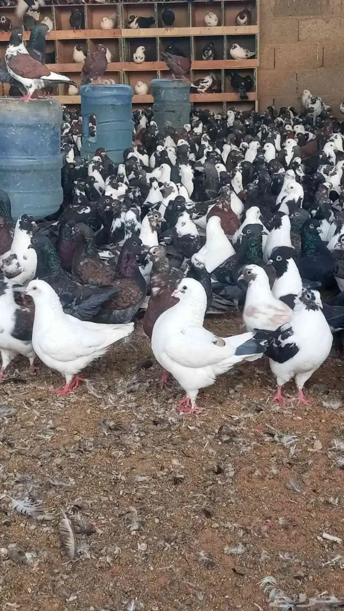 حمام مشكل متبقي. 2600 جوز سعر الجوز 13 ريال 4