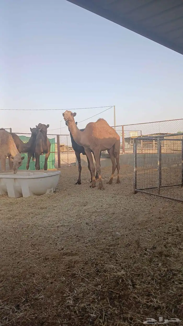 قعود داخل ثني الموقع الزلفي 0