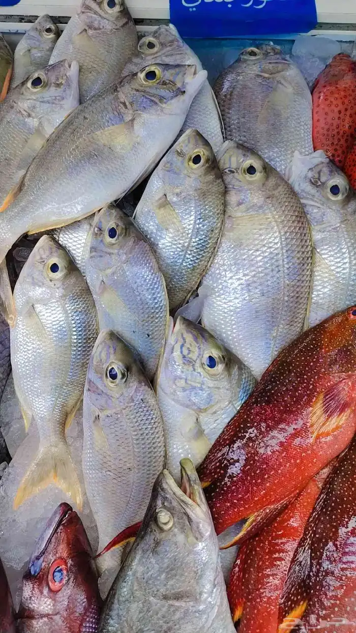 سمك طازج للبيع 0