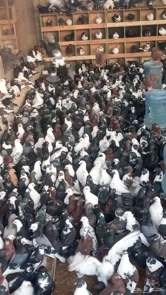 حمام مشكل متبقي. 2600 جوز سعر الجوز 13 ريال 3