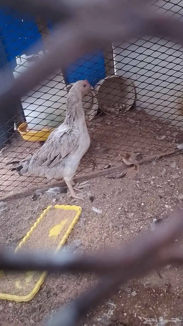 دجاجه باكستانية مع ولدها باكستاني 0